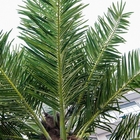 人工的な熱帯王ココヤシの木の装飾的な屋内か屋外の景色のナツメヤシ