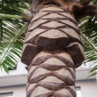 装飾のための人工的な5メートルのナツメヤシの自然な見る木