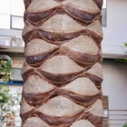 人工的な熱帯王ココヤシの木の装飾的な屋内か屋外の景色のナツメヤシ