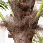 4.5mの屋外の人工的なココヤシの木の木の反氷結