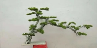 Dajia 1mの人工的な緑の木、庭のための現実的な擬似盆栽の木