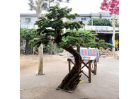 1mの人工的な屋内マキの木、有害な人工的なヒマラヤスギの盆栽の木無し